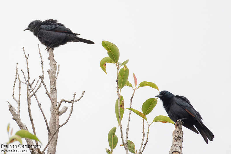 Waller's Starling male adult, identification