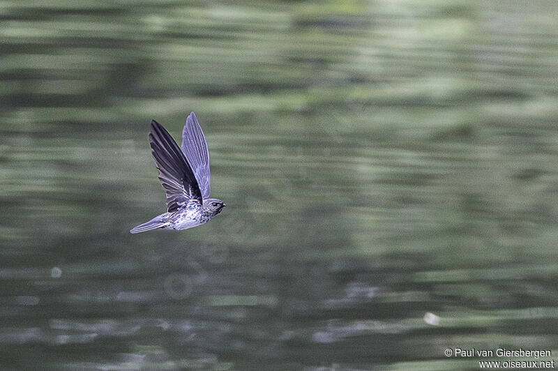 Cave Swiftletadult