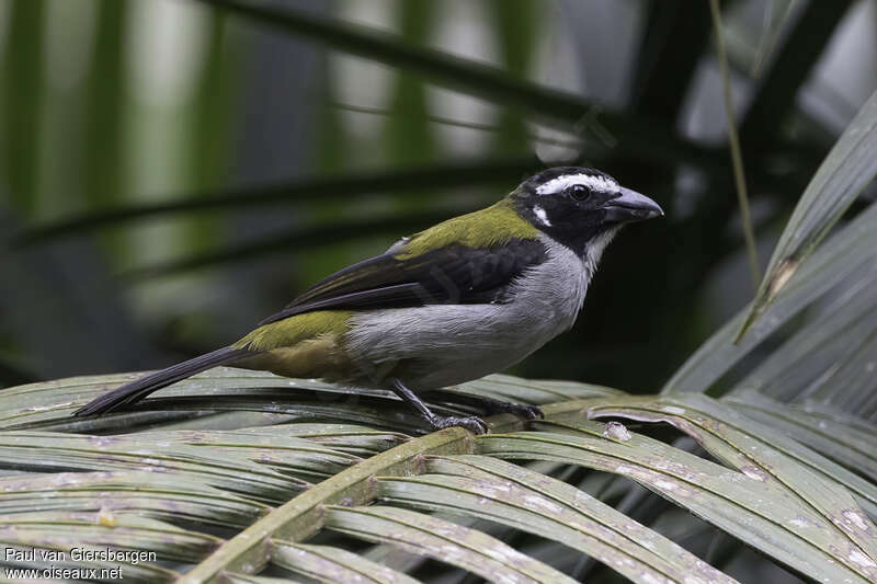 Saltator à ailes noiresadulte, identification