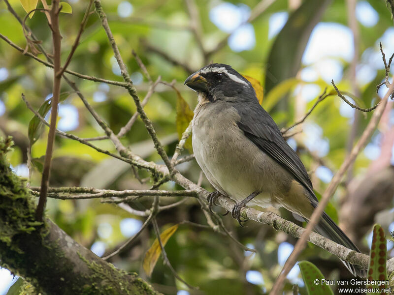 Saltator à bec épaisadulte, identification