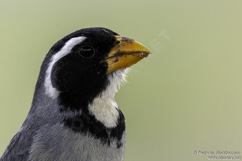 Golden-billed Saltatoradult