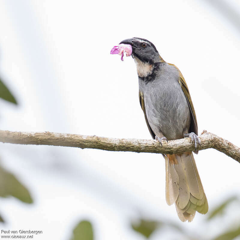 Black-headed Saltatoradult, aspect, feeding habits