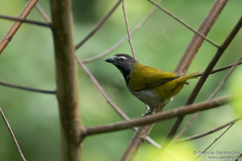 Buff-throated Saltator