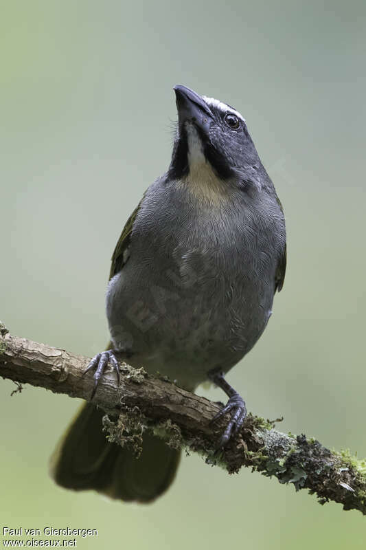 Buff-throated Saltatoradult, pigmentation