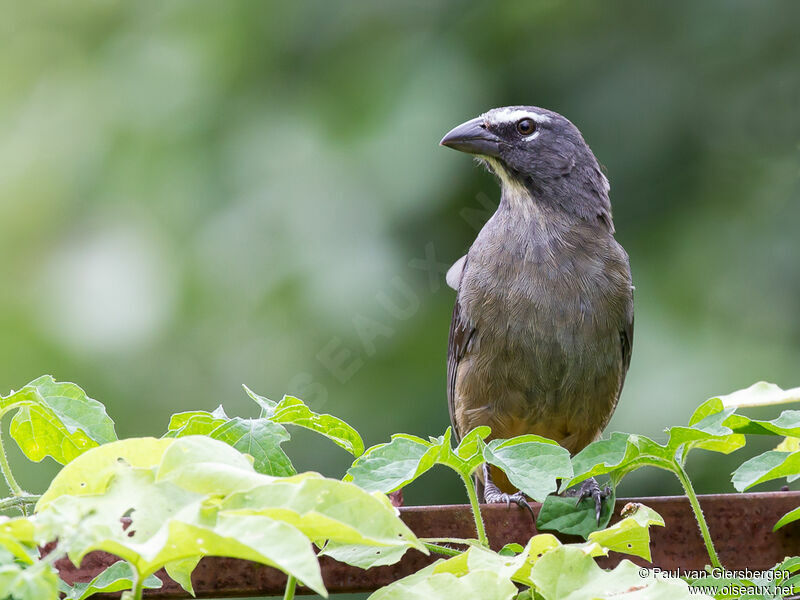 Cinnamon-bellied Saltatoradult