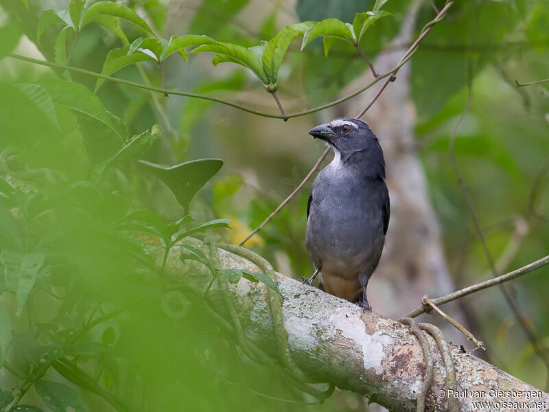 Bluish-grey Saltator