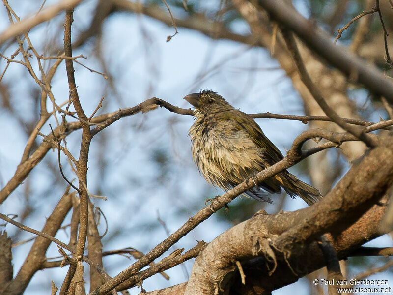 Streaked Saltator