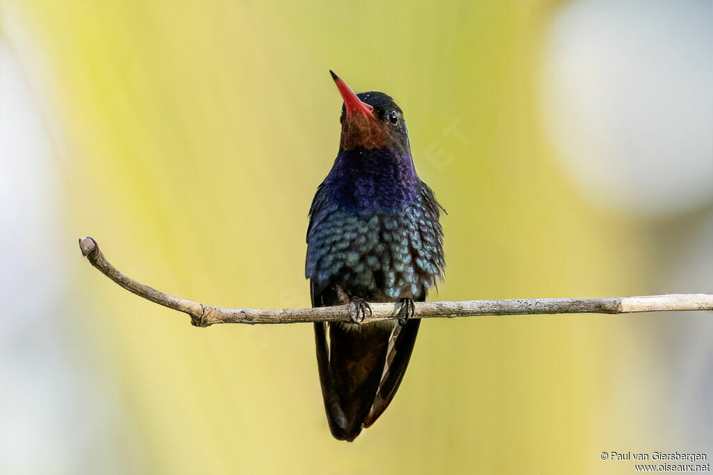 Rufous-throated Sapphire male adult