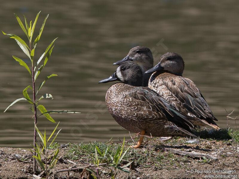 Blue-winged Teal