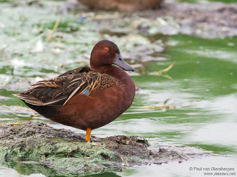 Cinnamon Teal