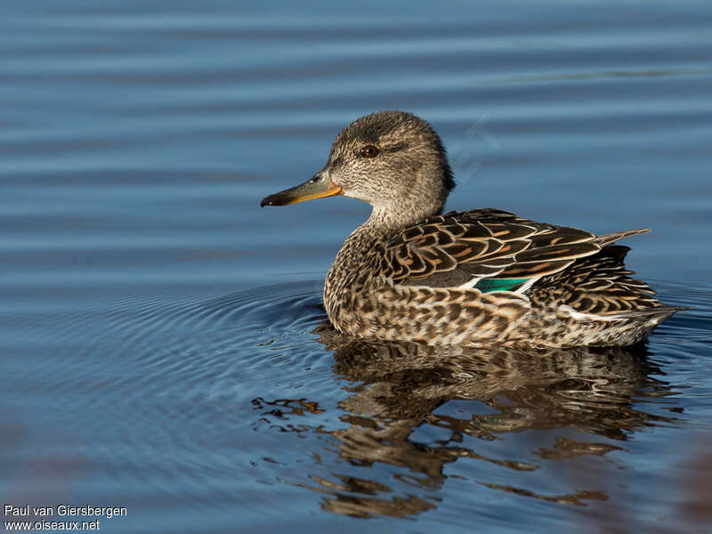 Eurasian Teal female adult breeding, identification