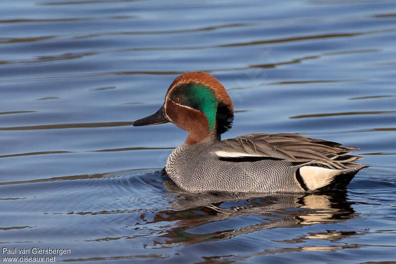 Eurasian Teal male adult breeding, pigmentation, swimming