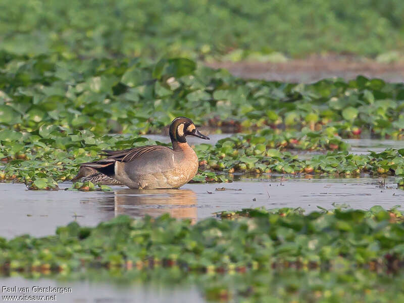 Baikal Teal male subadult, identification