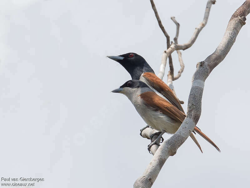 Rufous Vangaadult, Behaviour