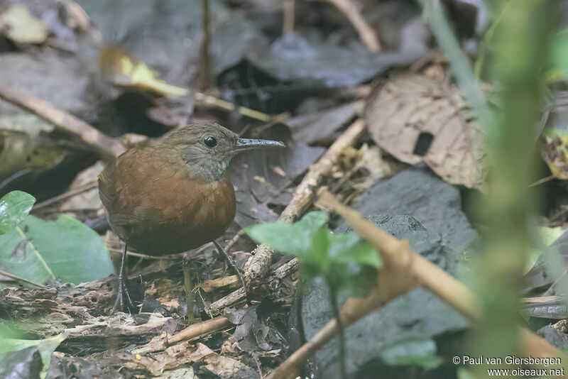 Grey-throated Leaftosseradult