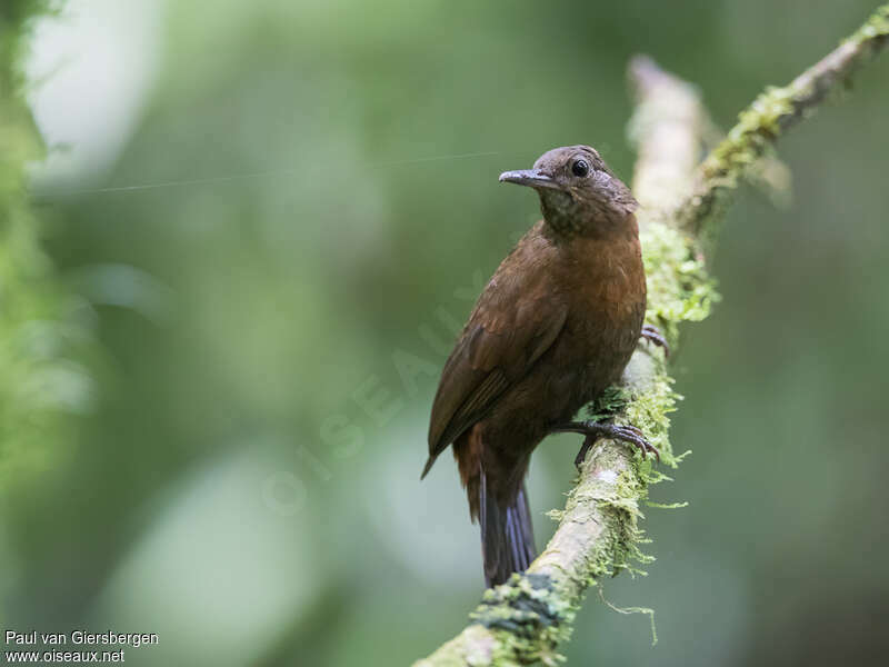 Rufous-breasted Leaftosseradult