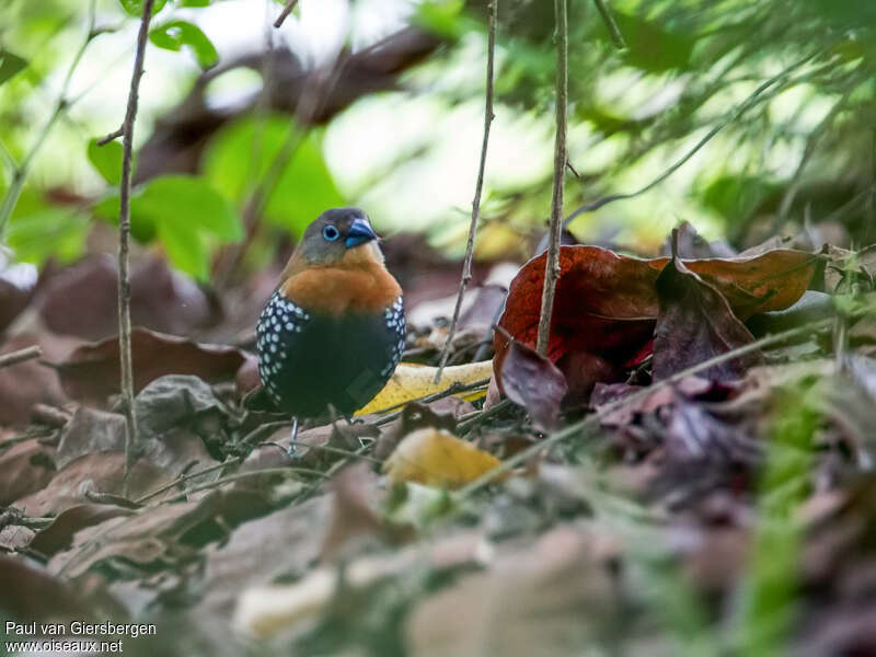 Red-throated Twinspot female adult, identification