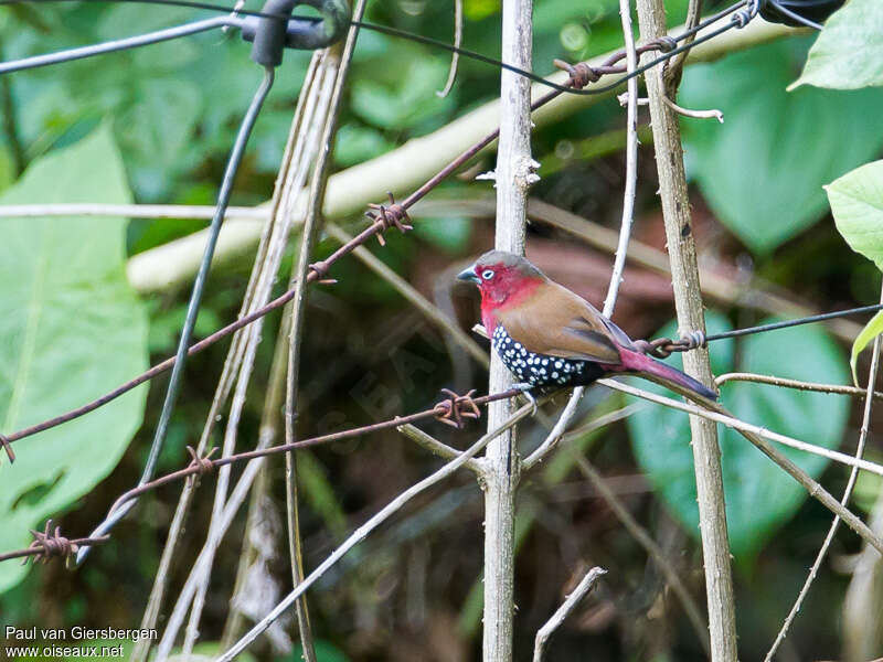 Red-throated Twinspot male adult, pigmentation