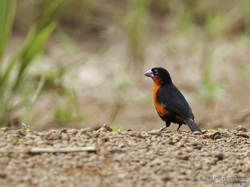 Western Bluebill