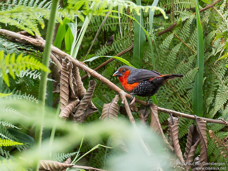 Western Bluebill