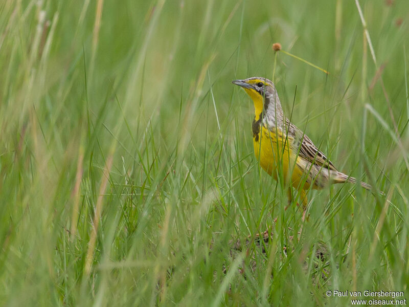 Yellow-throated Longclaw