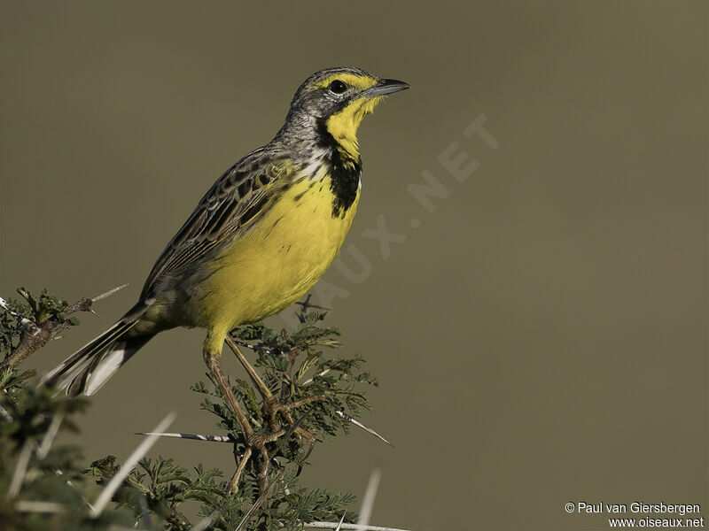 Yellow-throated Longclawadult