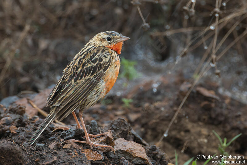 Rosy-throated Longclawimmature