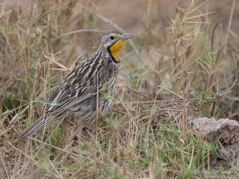 Pangani Longclawadult, habitat