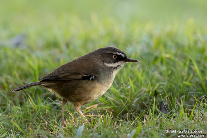 White-browed Scrubwrenadult