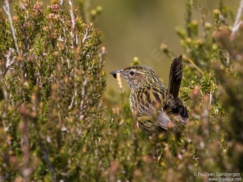 Striated Fieldwren