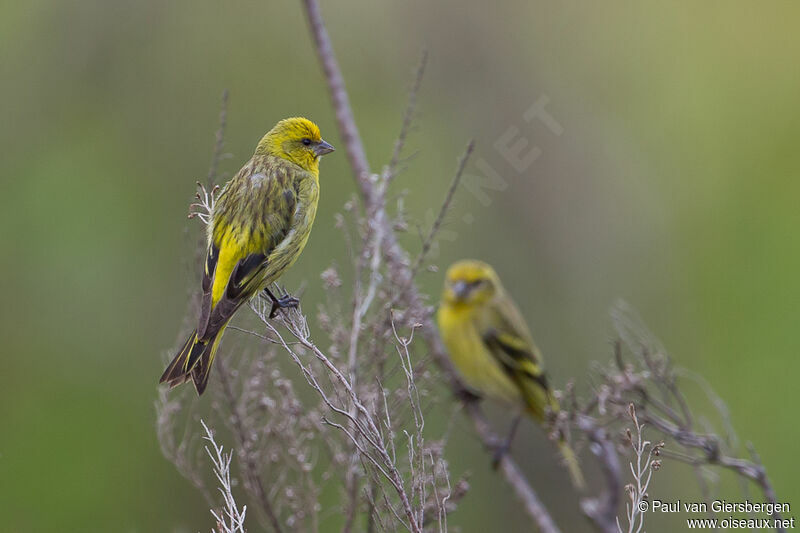 Yellow-crowned Canaryadult