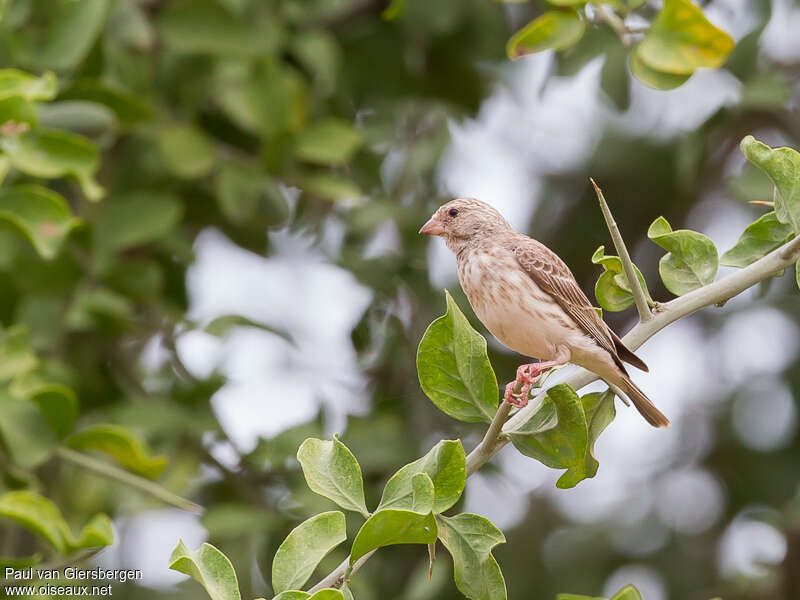 Serin à croupion blanc, identification