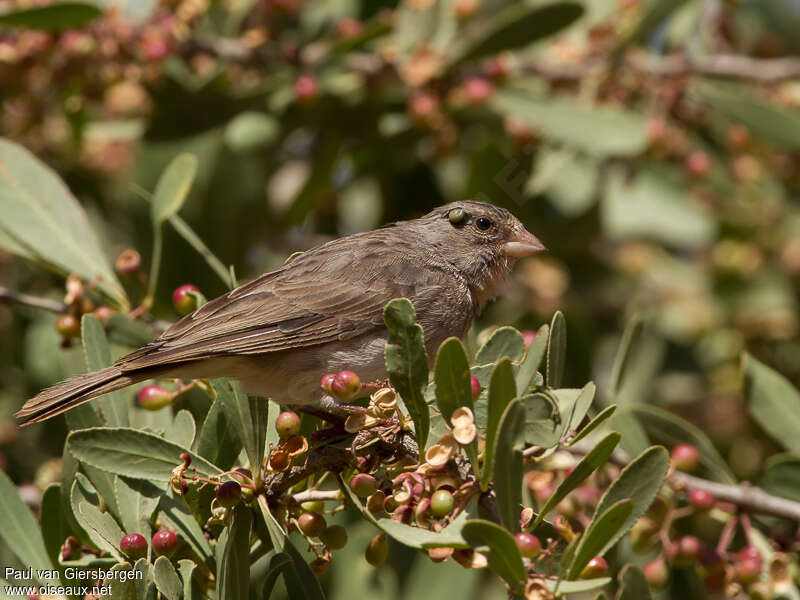 Yellow-rumped Seedeateradult, identification