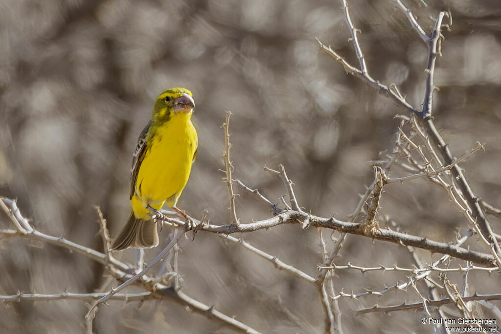 Serin à gros bec