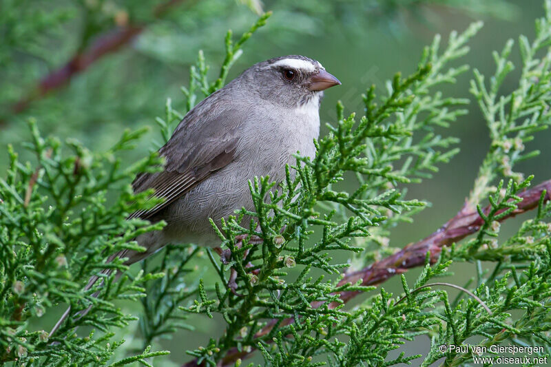 Brown-rumped Seedeater