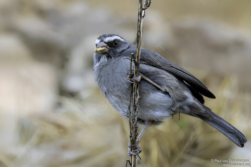 Brown-rumped Seedeater