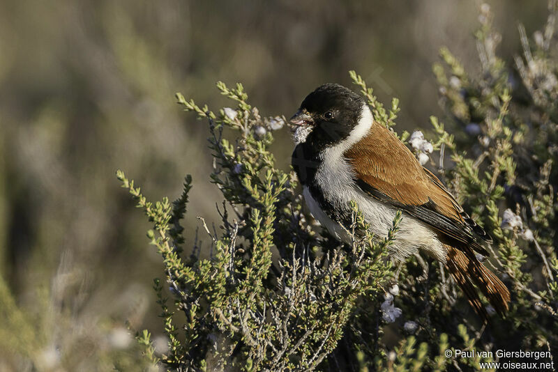 Black-headed Canaryadult