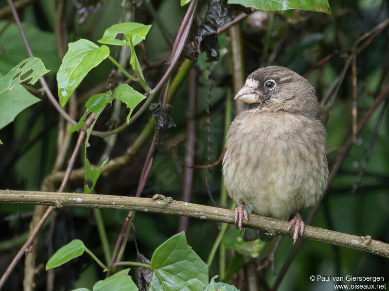 Serin de Burtonadulte