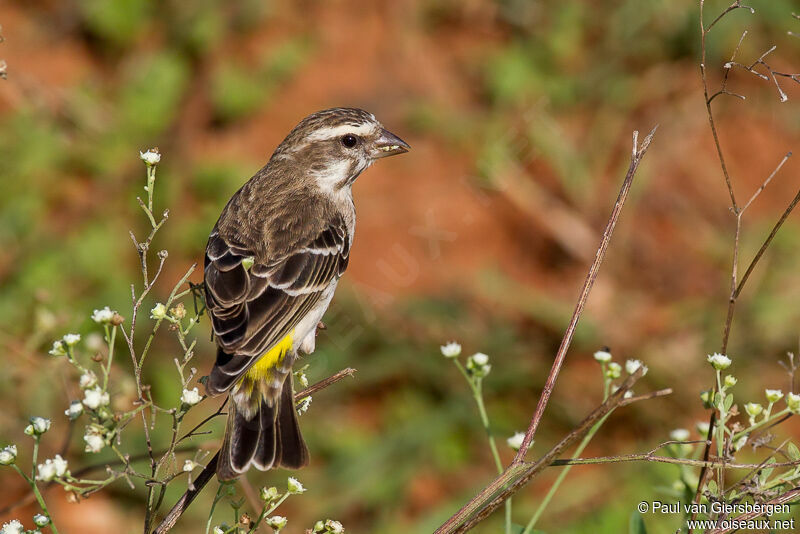 Serin de Reichenow