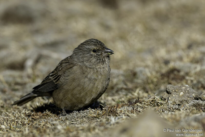 Drakensberg Siskin female adult