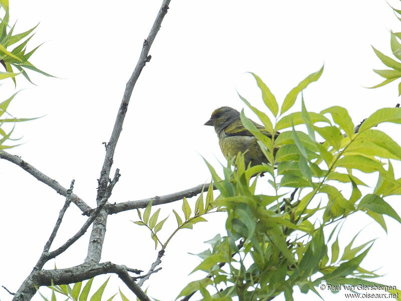 Serin du Cap