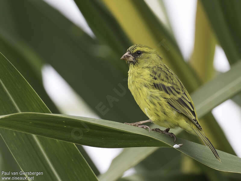 Papyrus Canary male adult, identification