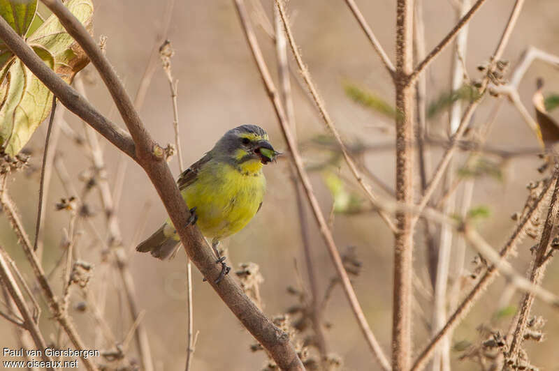 Serin du Mozambique mâle adulte, mange