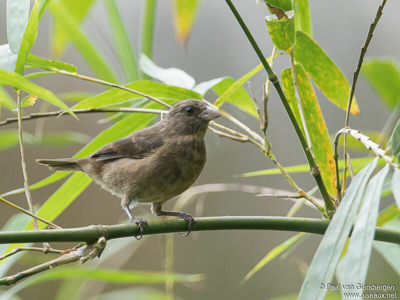 Serin roux