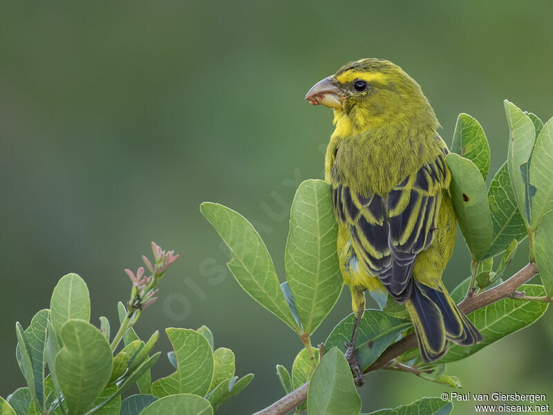 Serin soufréadulte