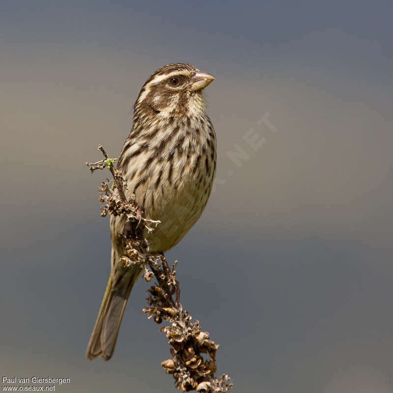 Serin striéadulte, identification