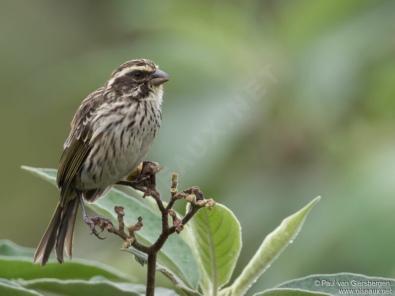 Serin striéadulte