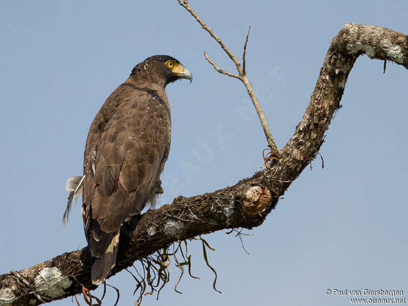 Crested Serpent Eagle