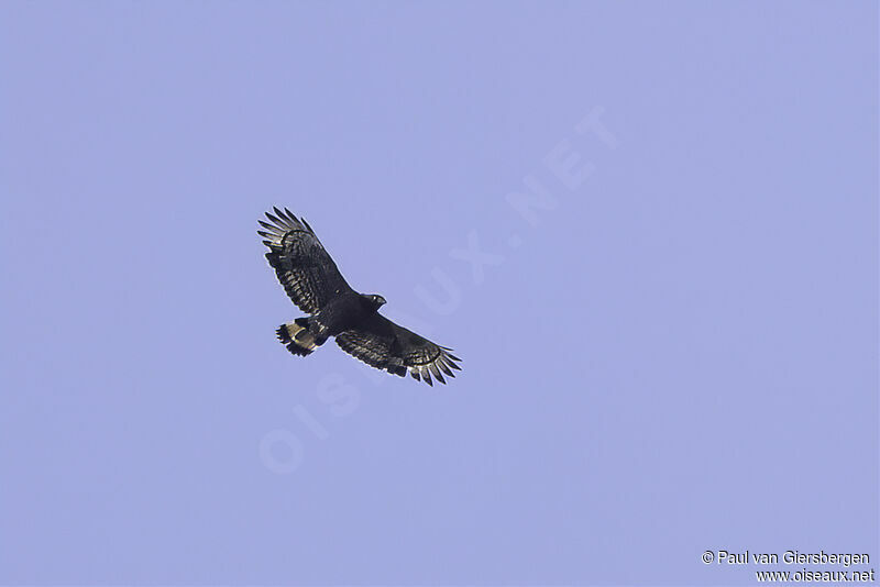 Mountain Serpent Eaglesubadult