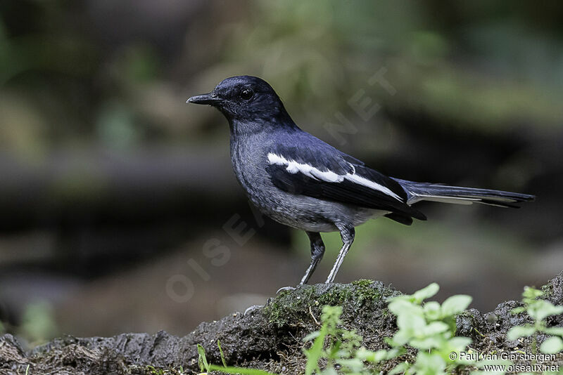 Oriental Magpie-Robin female adult